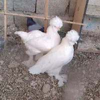 دو عدد  مرغ سلطان