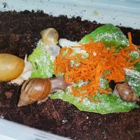 حلزون مخصوص حلزون تراپی