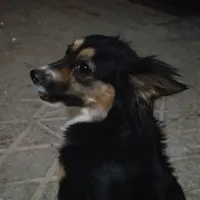 سگ پا کوتاه