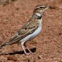 سهره خاکی رام کرمان