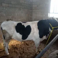 گوساله، گاو، پل