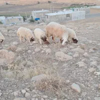 بره ومیش فروش|حیوانات مزرعه|سرپل ذهاب, |دیوار