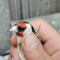 سهره سیا سنندج چهار گل