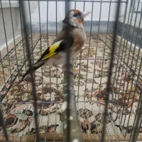 ماده سیره 3ساله جفتی|پرنده|کرمانشاه, |دیوار