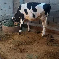 گوساله|حیوانات مزرعه|جیرفت, |دیوار