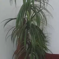 دو عدد درخت مصنوعی