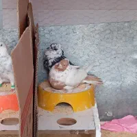 کفتر گلی کاکل|پرنده|مرودشت, فاز اول شهرک فرهنگیان|دیوار