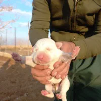 توله الابای اصیل و شجره دار.معاوضه و فروش|سگ|تهران, مشیریه|دیوار