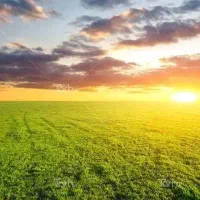 ۱۰۰ جریب زمین اجاره داده میشود