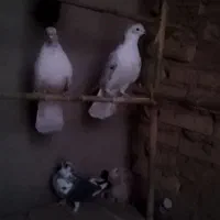 کفتر عالی درج یک همه پرشی