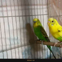 مرغ عشق|پرنده|اصفهان, طامه|دیوار