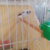 قناری نر ابلغ|پرنده|تربت‌حیدریه, قاسم آباد|دیوار