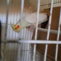 فروش عروس هلندی