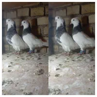 چند جفت کبوتر طوقی درجه یک با یه جفت پلاکی مسافتی