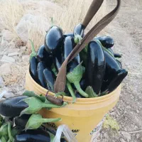 فروش بادنجان ارگانیک