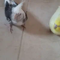 یک جفت عروس هلندی مولد