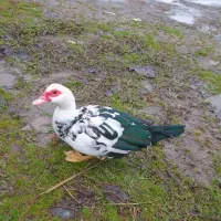 اردک ماده اسراءیلی