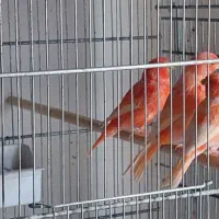 فروش تعداد محدود از قناری رد فاکتور وموزائیکی