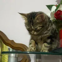 گربه|گربه|خوی, |دیوار