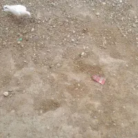 حدود۴۰عددکبوترهفترنگوسیاهپوش|پرنده|شال, |دیوار