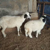 میش یا گوسفند داشتی