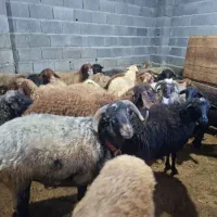 فروش گوسفند زنده