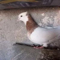 طوقی ماده زات زرین خالدار