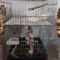 عروس هلندی مولد