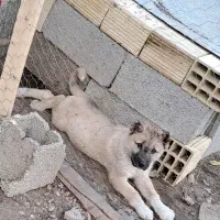 توله سرابی ۲ماهه و نیمه|سگ|ضیابر, |دیوار