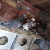 کبوتر با تخم و جوجه