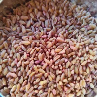 گندم رقم شبرنگ