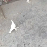 طوقی سفید|پرنده|دهدشت, |دیوار