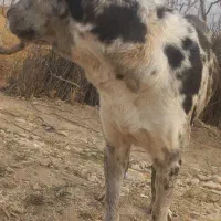 افغان ماده ۱۱ماه