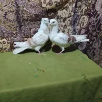 کفترکبکی‌گرفتنی32تا