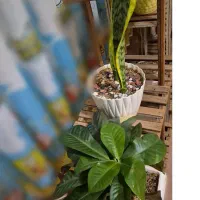 استندگل|گل و گیاه طبیعی|سهند, |دیوار