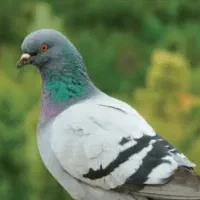 کبوتر چاهی