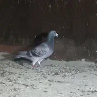 کفتر