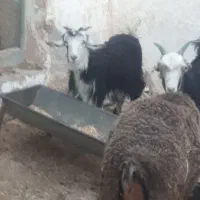 بره وبیگ|حیوانات مزرعه|مسجد سلیمان, |دیوار