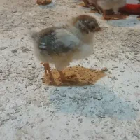 جوجه مرغ خروس