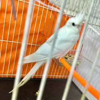 عروس هلندی البینو