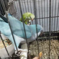 جفت راهب مولد کارداده