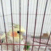 پرنده