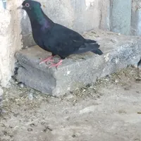 کبوتر ماده خوشکل|پرنده|رفسنجان, |دیوار