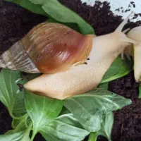 حلزون|خزنده|اصفهان, احمدآباد|دیوار