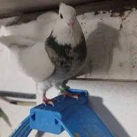 کبوتر طوقی|پرنده|گنبد کاووس, |دیوار