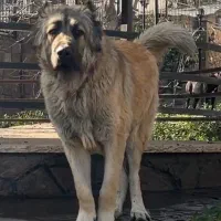 واگذاری سگ سرابی