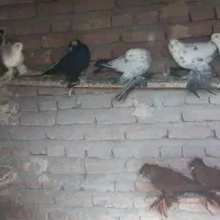 کبوتر گوقویروخ و قرآغ قویروخ و قرمز