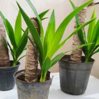 گل یوکا طبیعی