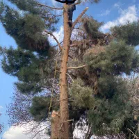 مرکز خرید وفروش چوب «نقدی»