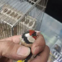سهره نر گردن کلفت